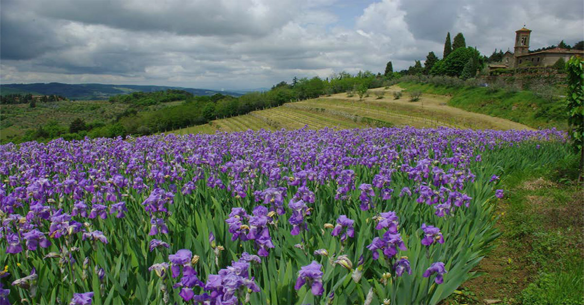 iris