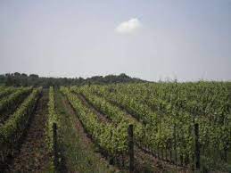 foto vigna 2